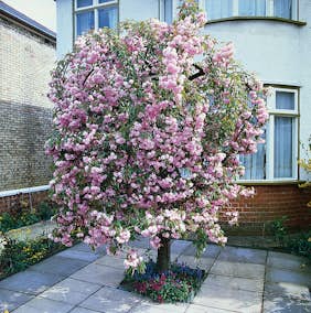 Prydnadsträd Japanskt körsbär Omnia Garden Prunus Kiku-Shidare-Zakura 100-120 cm