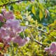 Prydnadsträd Japanskt körsbär Omnia Garden Prunus Kiku-Shidare-Zakura 100-120 cm