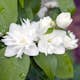 Prydnadsbuske Kameliaschersmin Omnia Garden Philadelphus Virginalis (hybrida)
