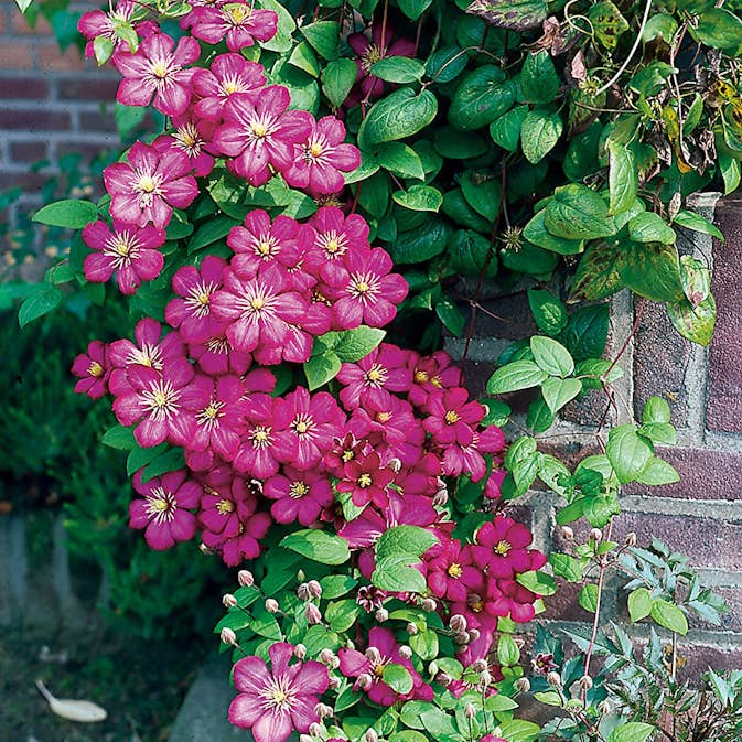 Klätterväxt Klematis Omnia Garden Ville de Lyon 40-60 cm