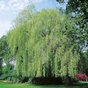 Prydnadsträd Pil Omnia Garden Kaskadpil 150-200 cm, Grönt Lövverk, Snabbväxande & Fuktigt Läge