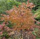 Prydnadsbuske Omnia Garden Katsura- Brödträd med Hjärtformade Blad 125-150cm