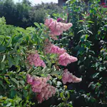 Buske Omnia Garden Klasespirea 50-80 cm