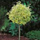 Prydnadsträd Klätterbenved Gulbrok Omnia Garden 80-90 cm