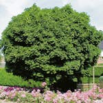 Prydnadsträd Klotlönn Omnia Garden 80-100 cm