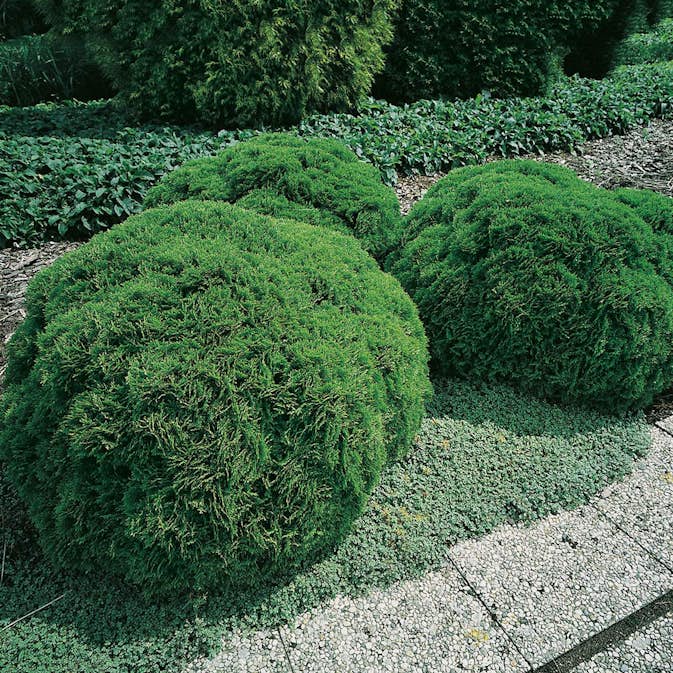 Klottuja Omnia Garden Danica 20-25 cm