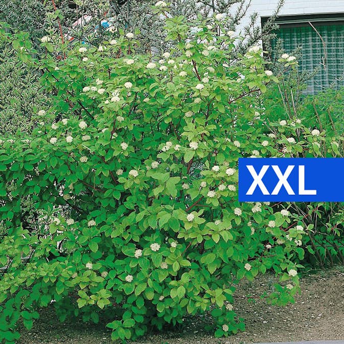 Buske Korallkornell @Plant 125-150cm