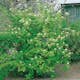 Buske Korallkornell @Plant 125-150cm