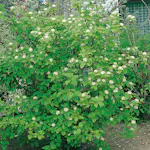 Prydnadsbuske Omnia Garden Korallkornell