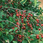 Surkörsbärträd Omnia Garden Skuggmorell Morello E