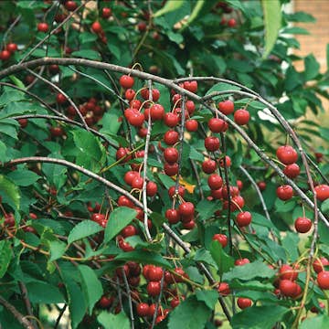 Surkörsbärträd Omnia Garden Skuggmorell Morello E