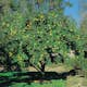 Prydnadsträd Kvitten Vranja Omnia Garden 100-120 cm