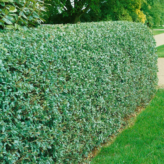 Häck Omnia Garden Liguster 40-60 cm