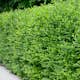 Häck Omnia Garden Liguster 40-60 cm