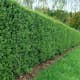Häck Omnia Garden Liguster 40-60 cm