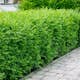 Häck Omnia Garden Liguster 40-60 cm