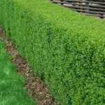 Häck Omnia Garden Vinterliguster Liga 125-150 cm