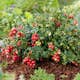 Buske Lingon Omnia Garden 25-30 cm