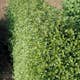 Häck Omnia Garden Måbär 40-60 cm