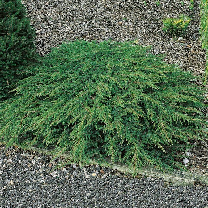 En Omnia Garden Green Carpet 30-35 cm