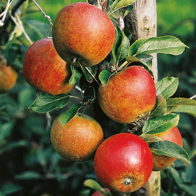 Äppelträd Omnia Garden Aroma E Svagväxande