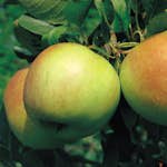 Äppelträd Omnia Garden James Grieve E Svagväxande