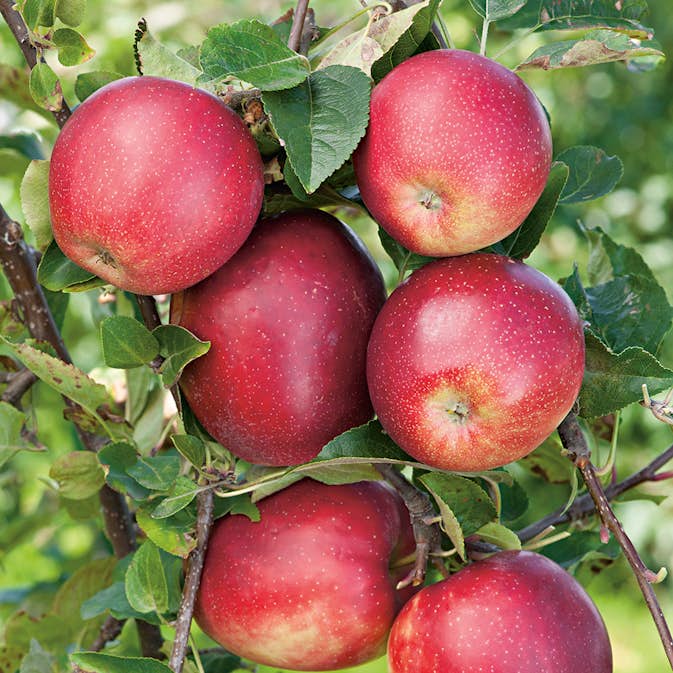 Äppelträd Omnia Garden Summerred Svagväxande