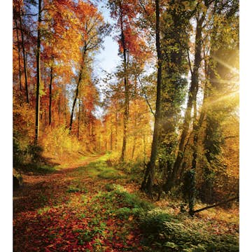 Tapet Dimex Forest Walk