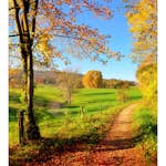 Tapet Dimex Meadow