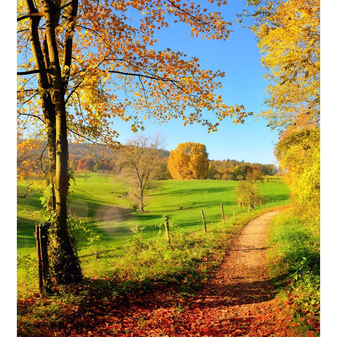 Tapet Dimex Meadow