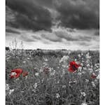 Tapet Dimex Poppies Black