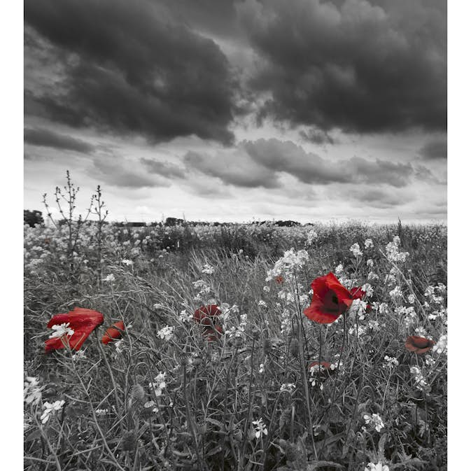 Tapet Dimex Poppies Black