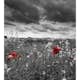Tapet Dimex Poppies Black