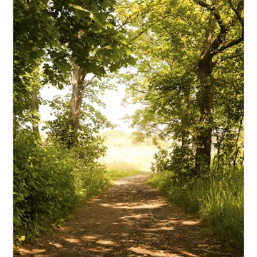 Tapet Dimex Forest Path