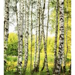Tapet Dimex Birch Forest