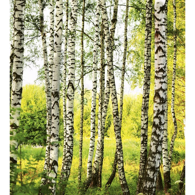 Tapet Dimex Birch Forest