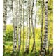 Tapet Dimex Birch Forest