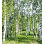 Tapet Dimex Birch Grow