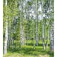 Tapet Dimex Birch Grow