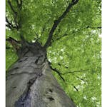 Tapet Dimex Treetop