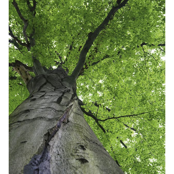 Tapet Dimex Treetop