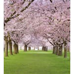 Tapet Dimex Cherry Trees