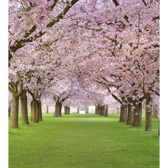 Tapet Dimex Cherry Trees
