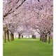 Tapet Dimex Cherry Trees