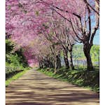 Tapet Dimex Blossom Alley