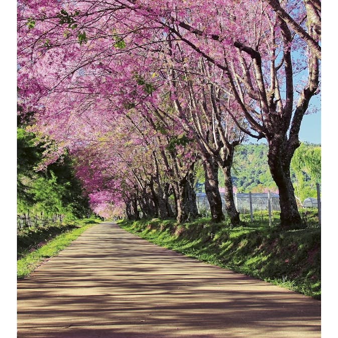 Tapet Dimex Blossom Alley