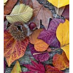 Tapet Dimex Autumn Leaves