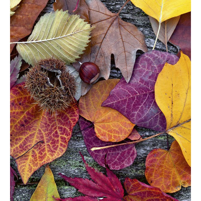 Tapet Dimex Autumn Leaves