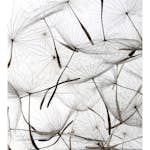 Tapet Dimex Dandelion Seeds