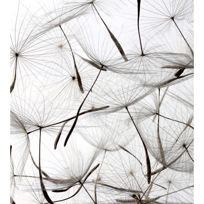 Tapet Dimex Dandelion Seeds